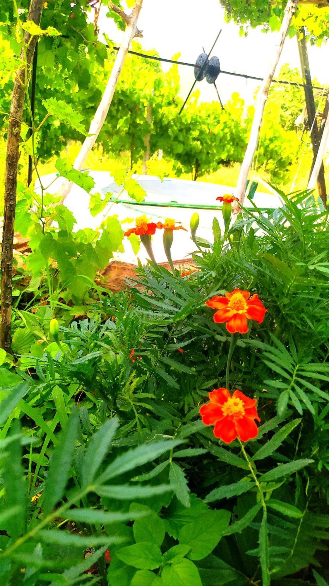 Spring Village Home Përmet Стая снимка