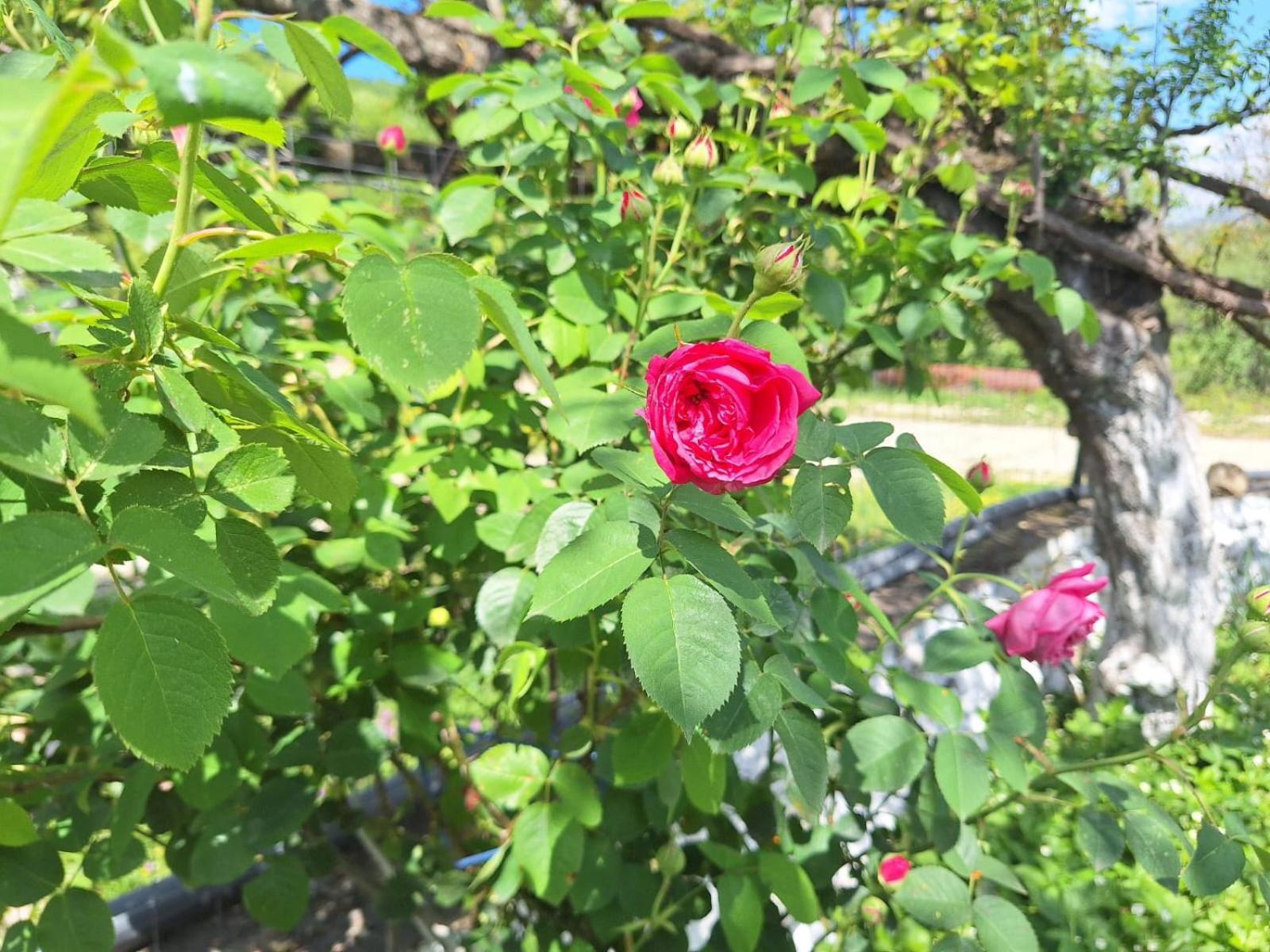 Spring Village Home Përmet Екстериор снимка